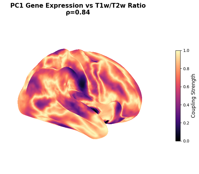 Coupling Brain Map